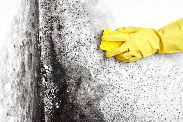 Best Crawl Space Mold Remediation in Vla Grove, IL
