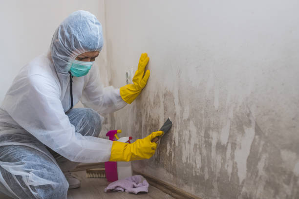 Best HVAC Mold Remediation in Vla Grove, IL