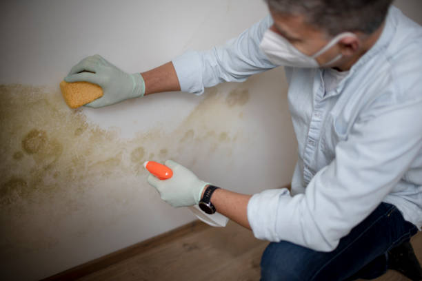 Best Basement Mold Remediation in Vla Grove, IL