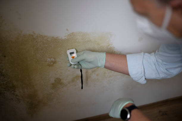 Best Commercial Mold Remediation in Vla Grove, IL