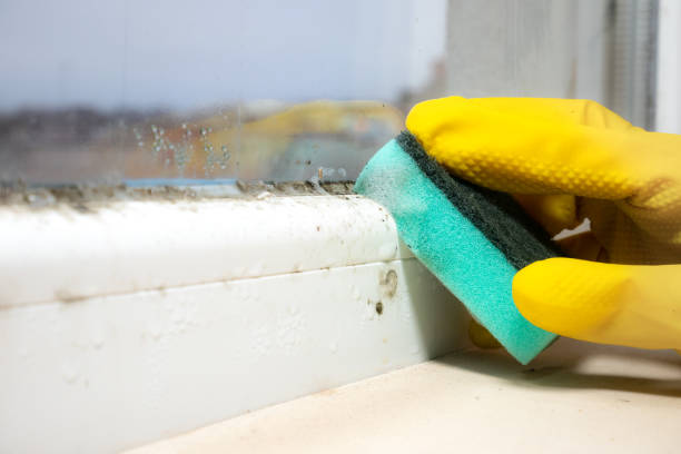 Best Emergency Mold Remediation in Vla Grove, IL