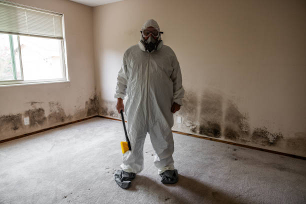 Professional Mold Remediation in Villa Grove, IL