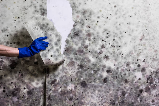 Best Kitchen Mold Remediation in Vla Grove, IL