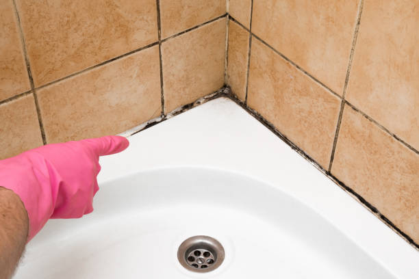 Best Post-Flood Mold Remediation in Vla Grove, IL